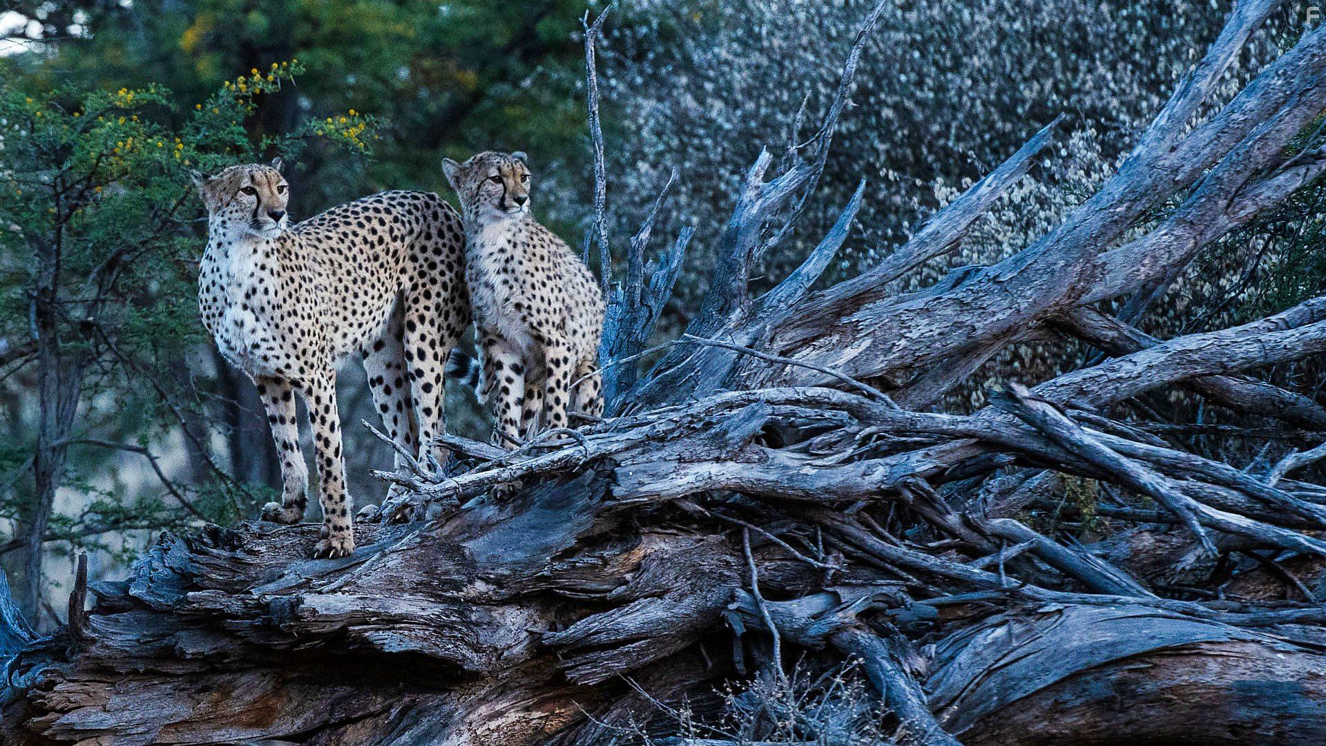 Cheetah Family & Me (2021)