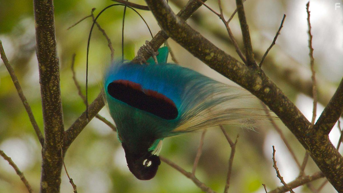 Attenborough's Paradise Birds (2015)