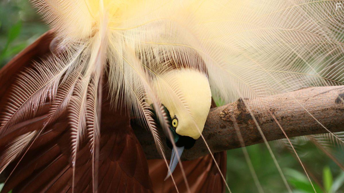 Attenborough's Paradise Birds (2015)