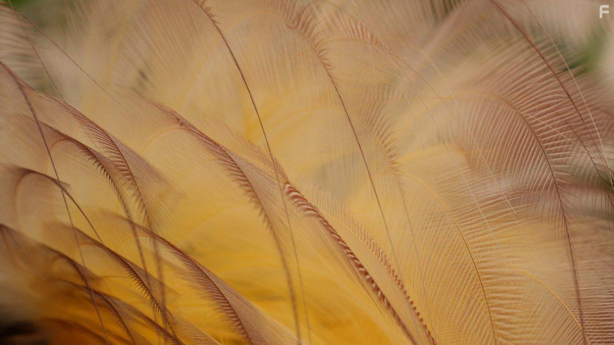 Attenborough's Paradise Birds (2015)