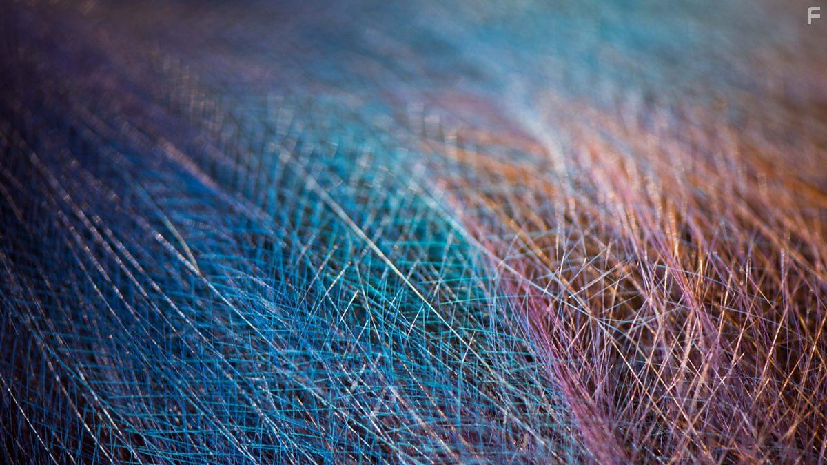 Attenborough's Paradise Birds (2015)