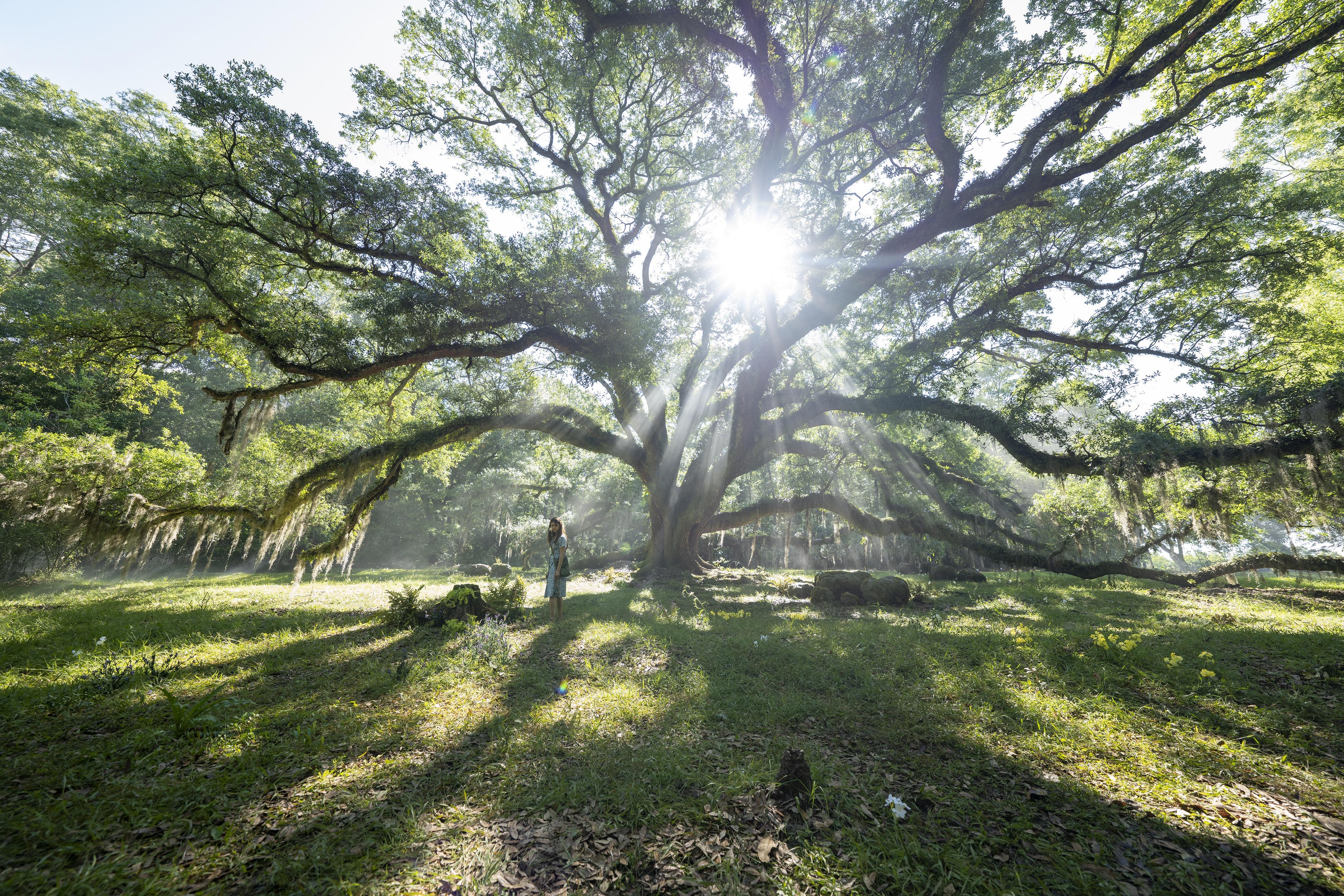 Daisy Edgar-Jones in Where the Crawdads Sing (2022)