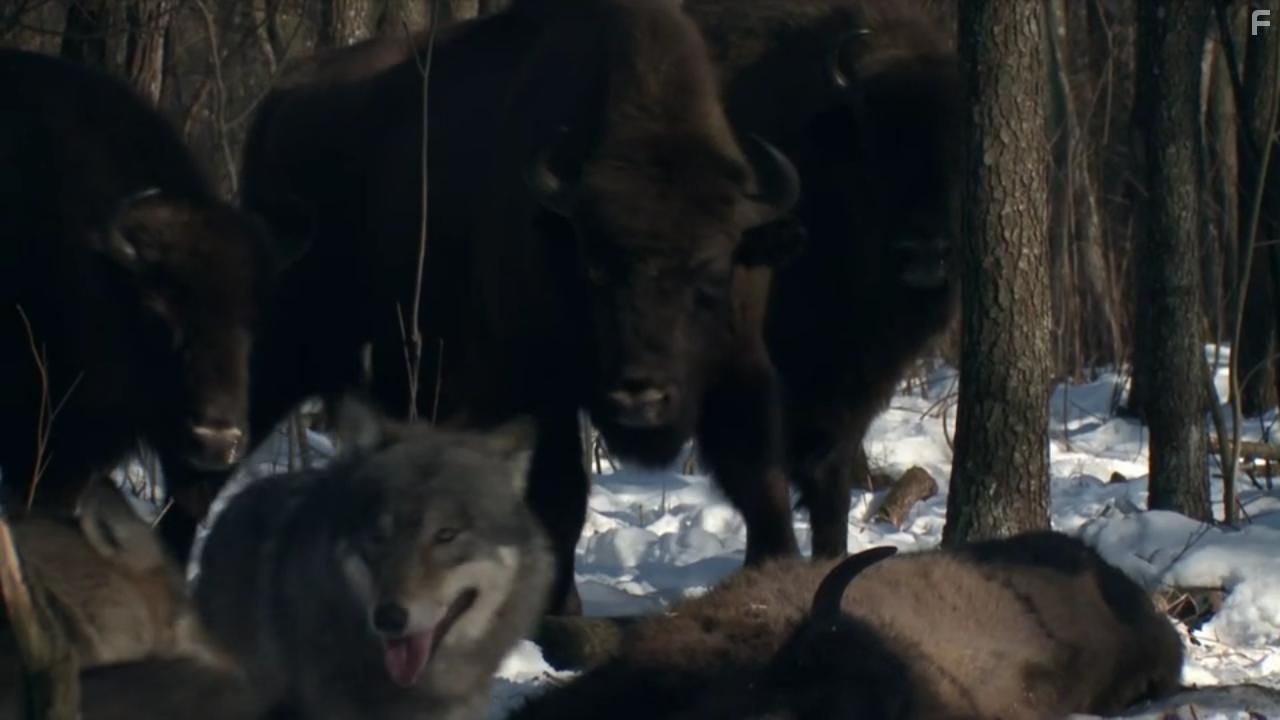 Europe's New Wild (2021)