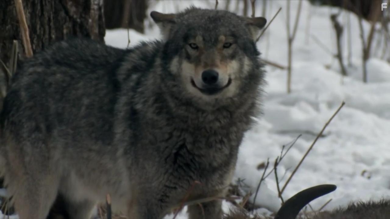 Europe's New Wild (2021)