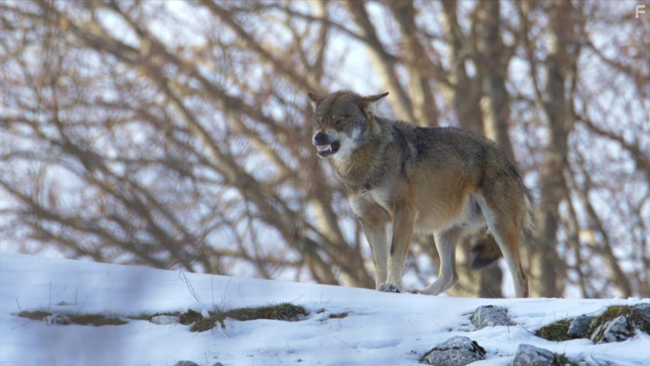 Europe's New Wild (2021)