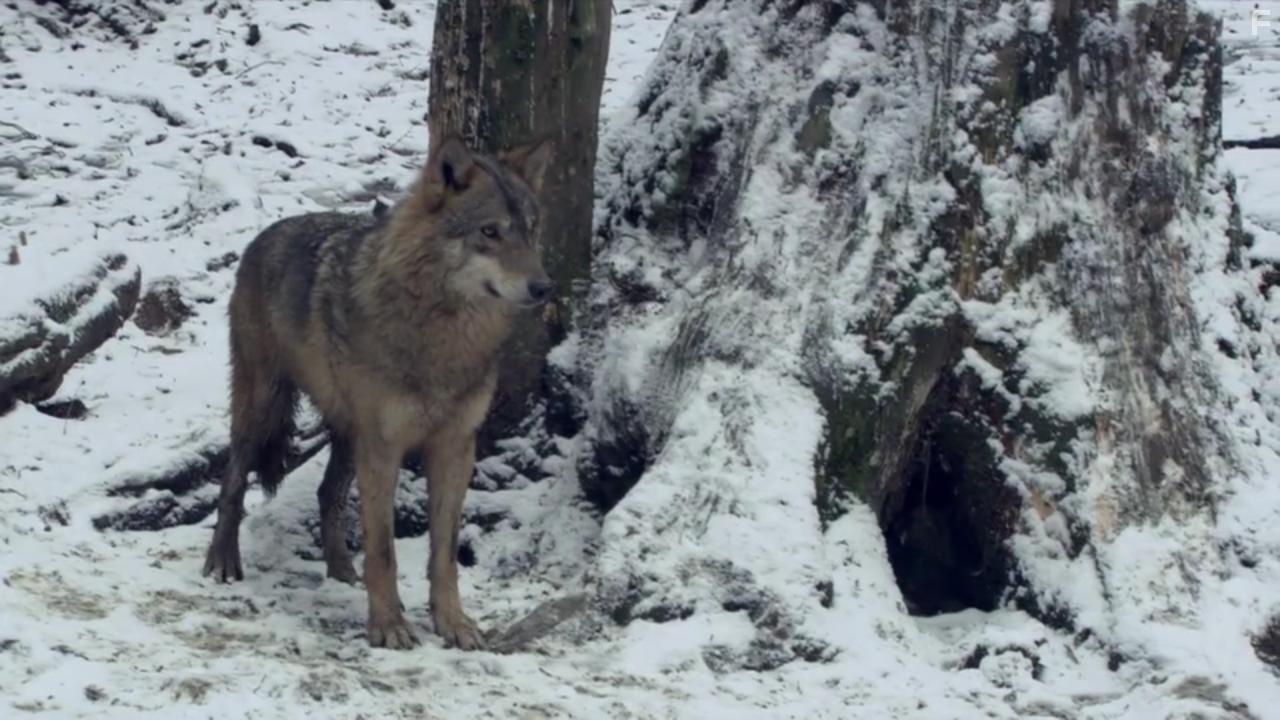 Europe's New Wild (2021)