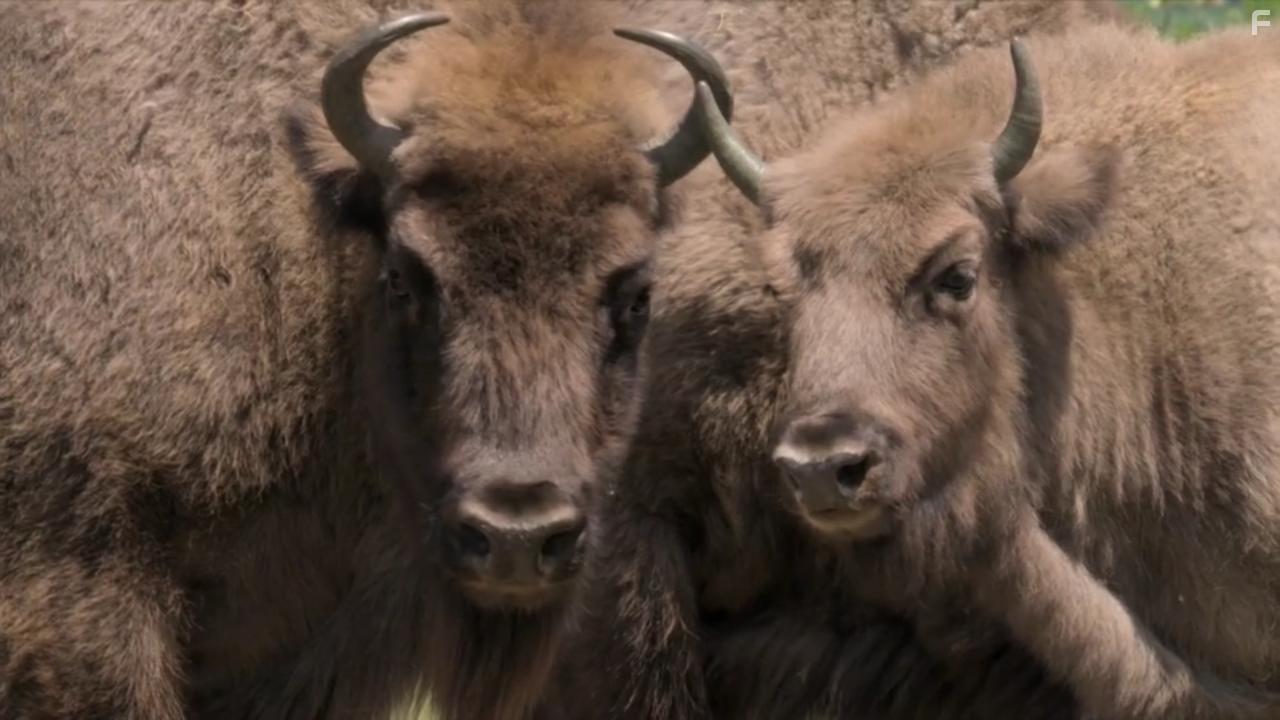 Europe's New Wild (2021)