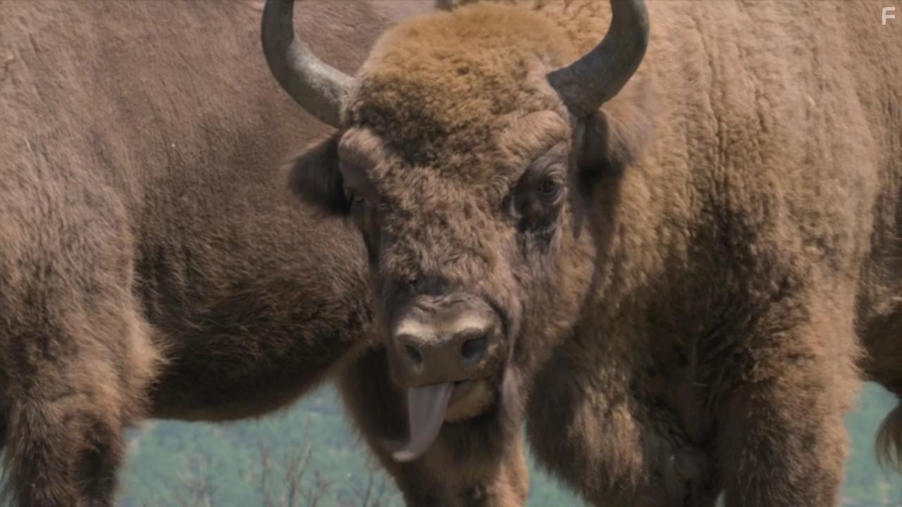 Europe's New Wild (2021)