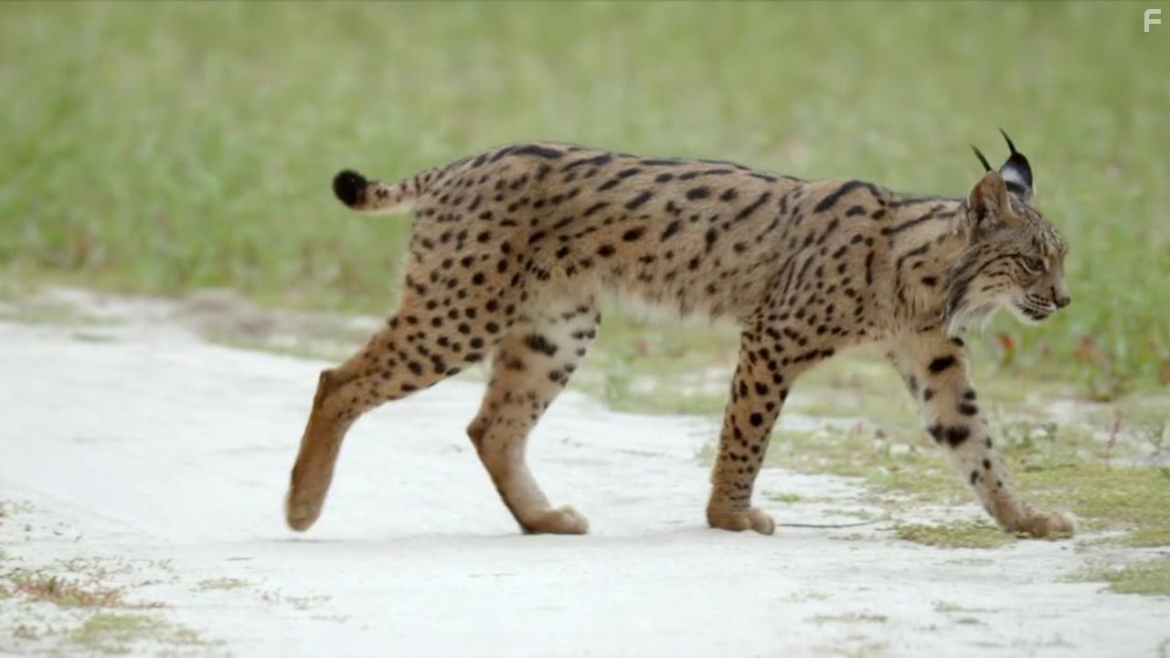 Europe's New Wild (2021)