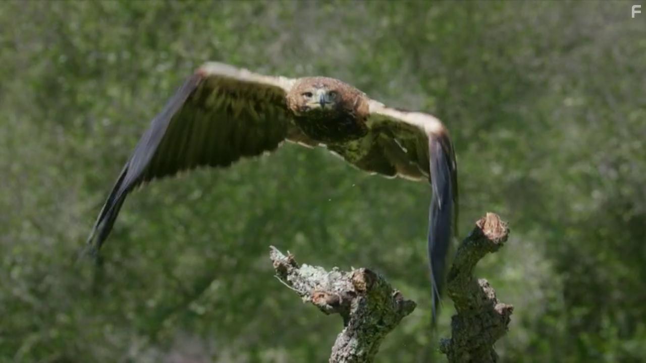 Europe's New Wild (2021)