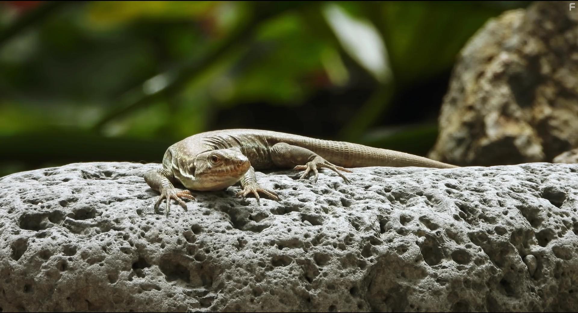 Yin mi de jiao luo (2020)