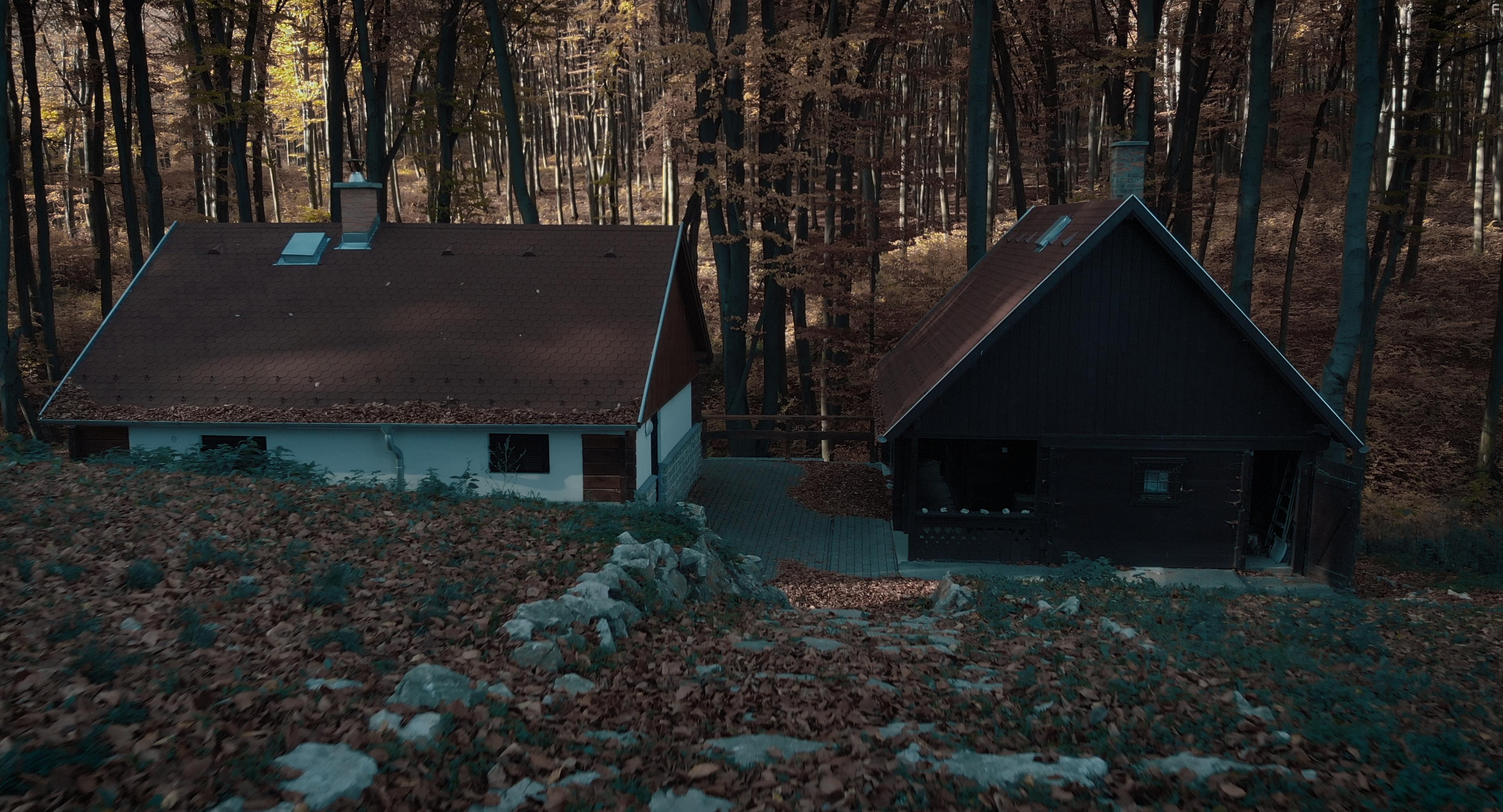 Я слышу шепот деревьев