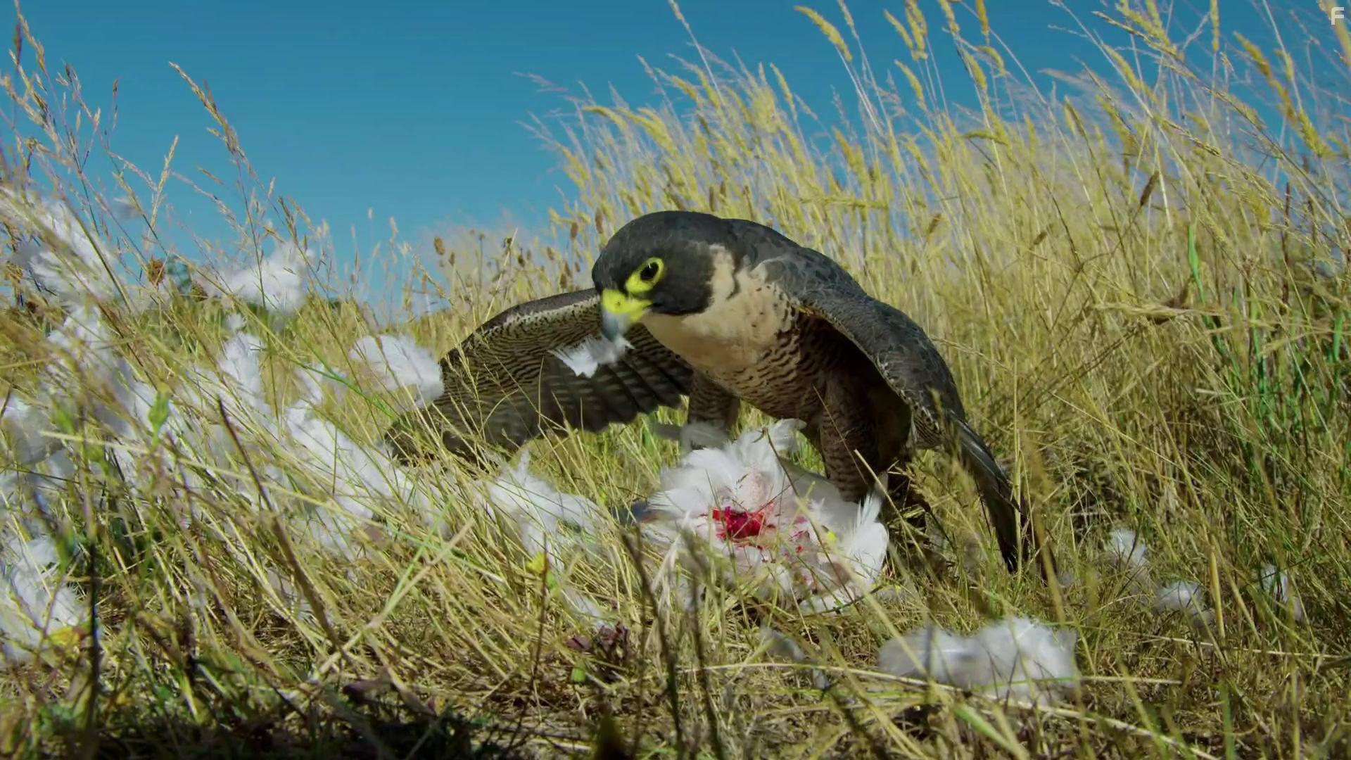 Over Australia: The Great Divide (2017)