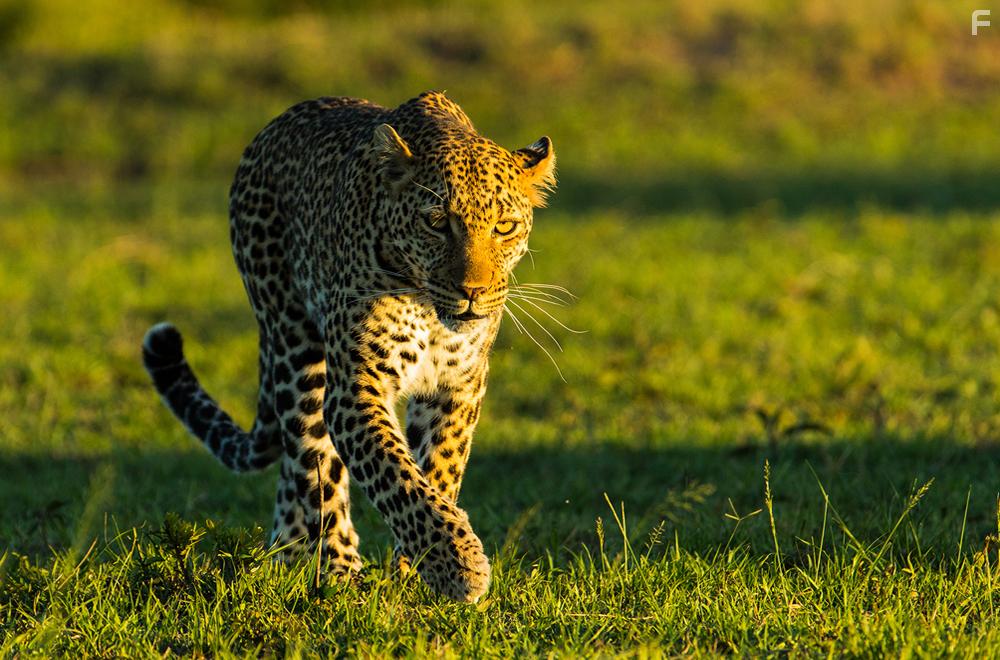 Die Leopardin (2020)