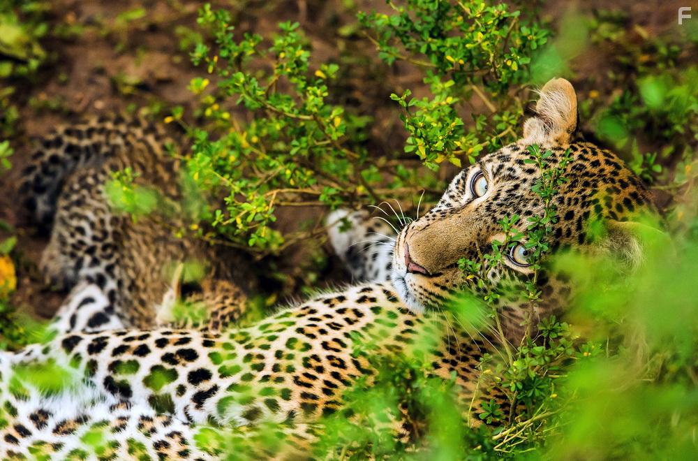 Die Leopardin (2020)