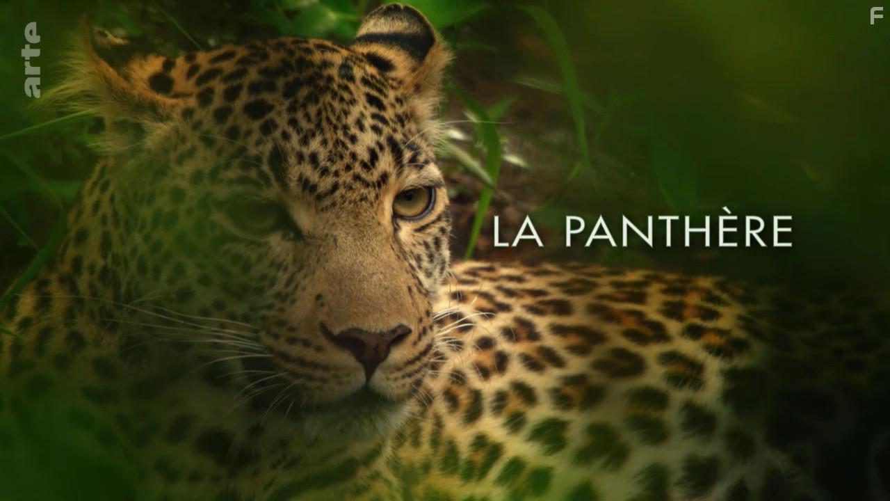 Die Leopardin (2020)