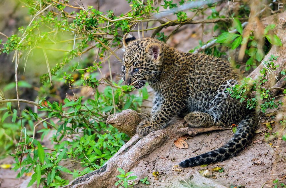 Die Leopardin (2020)