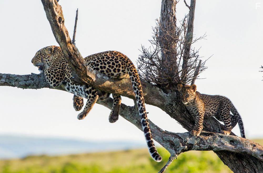 Die Leopardin (2020)