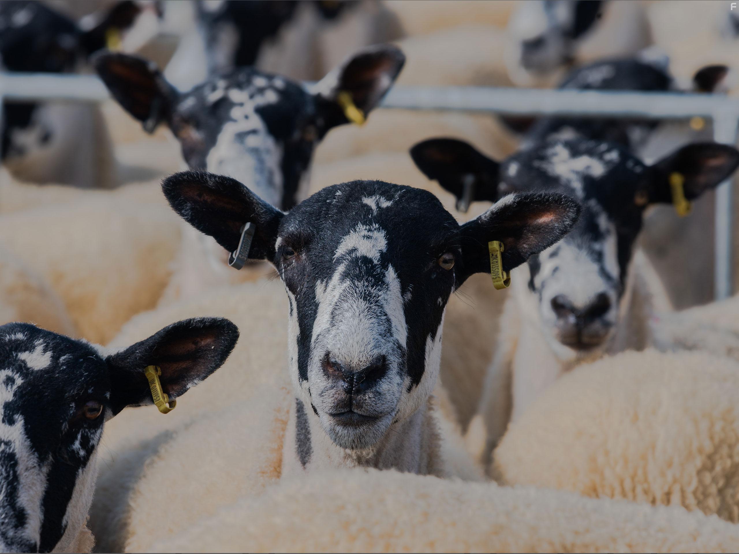 Clarkson's Farm (2021)