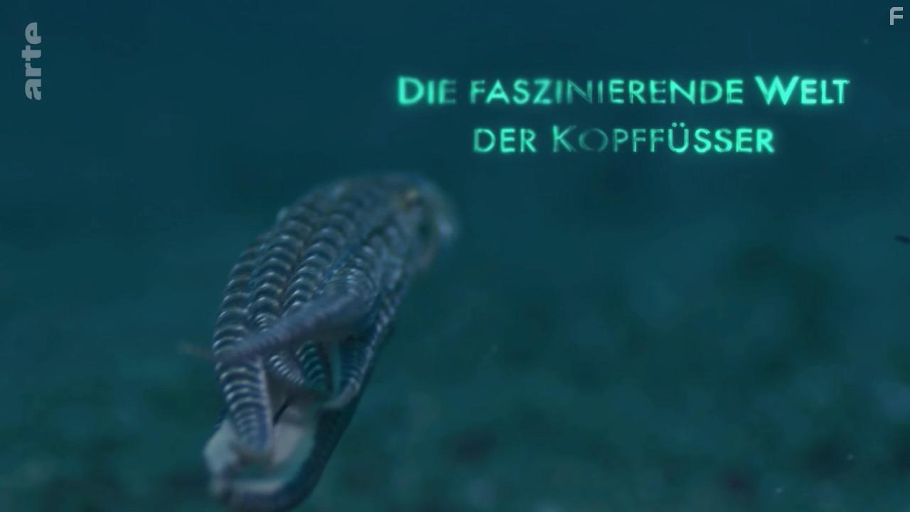 Цефалоподы – покорители морей