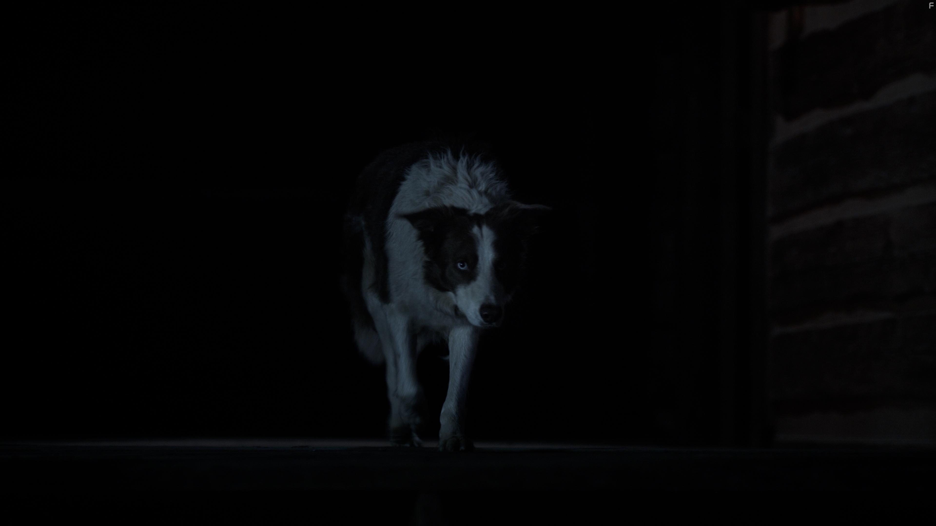 Dog Trainer Kim Crenshaw in Mysterious Circumstance: The Death of Meriwether Lewis (2022)