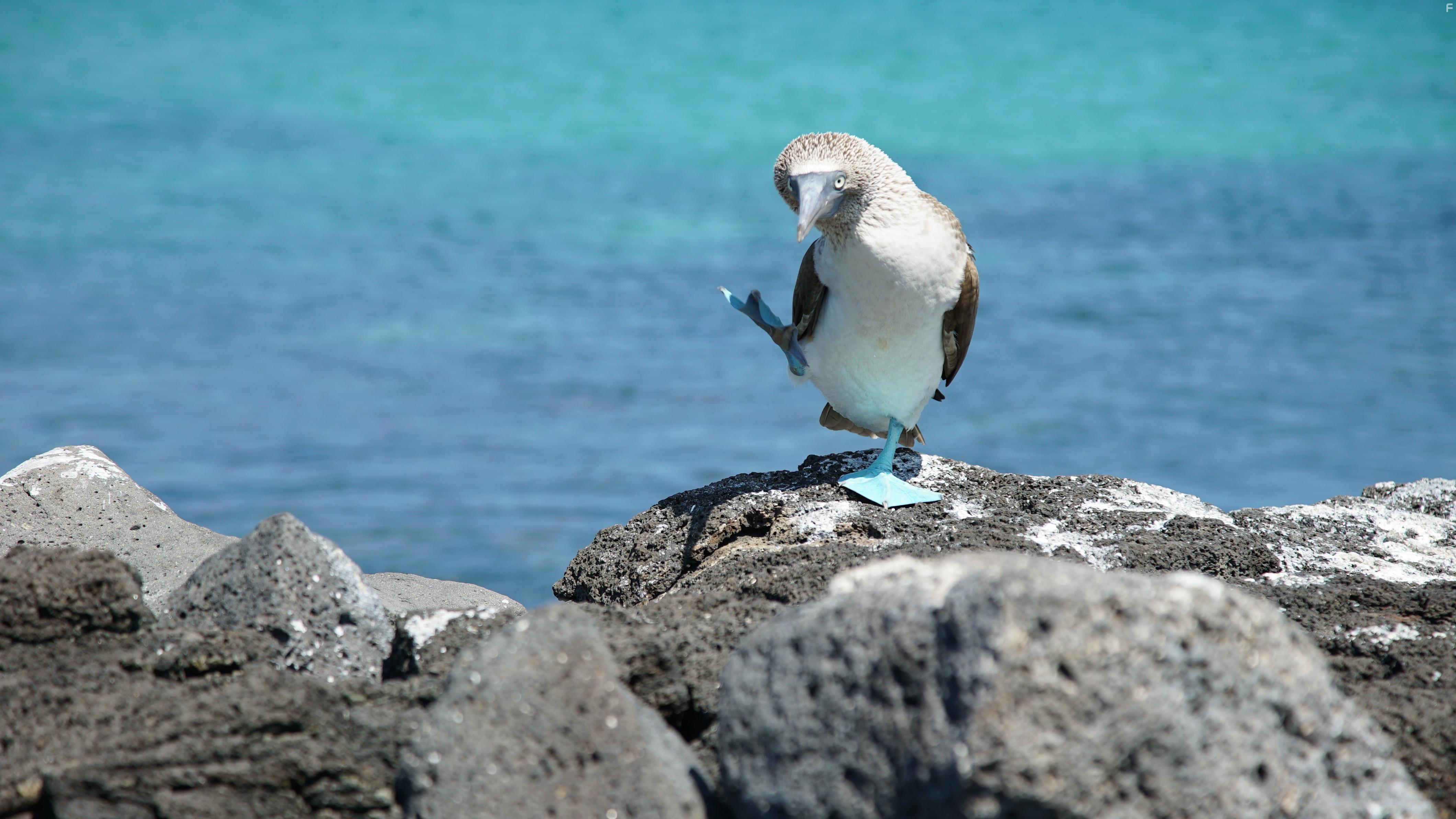 Lost in the Wild (2019)