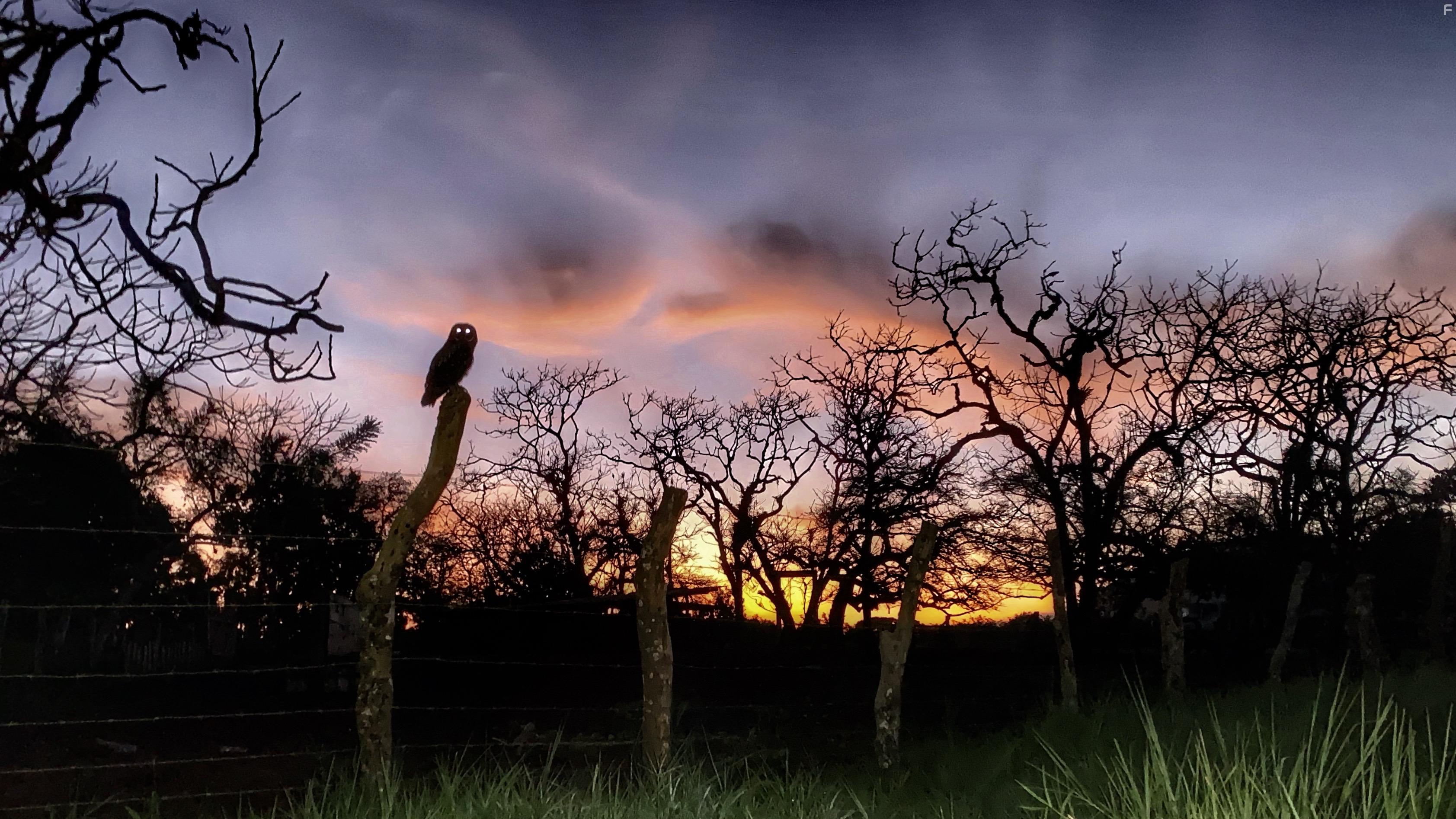 Lost in the Wild (2019)