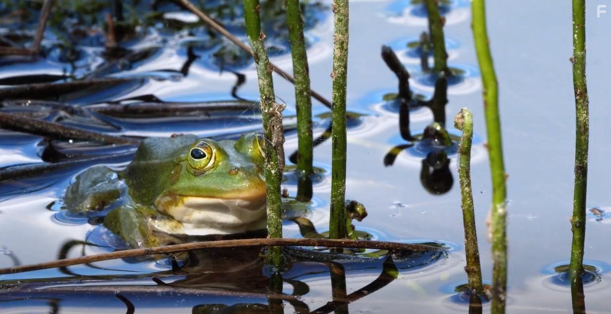 A lumine motus / Меня приводит в движение свет #1