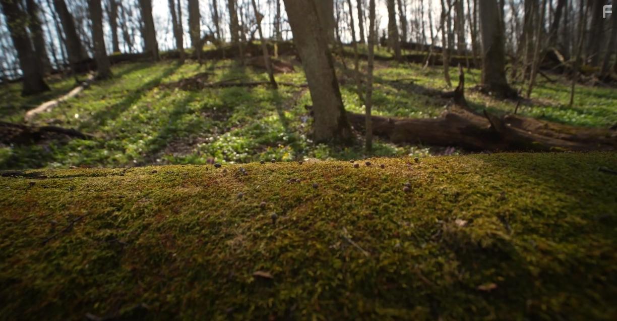 A lumine motus / Меня приводит в движение свет #2