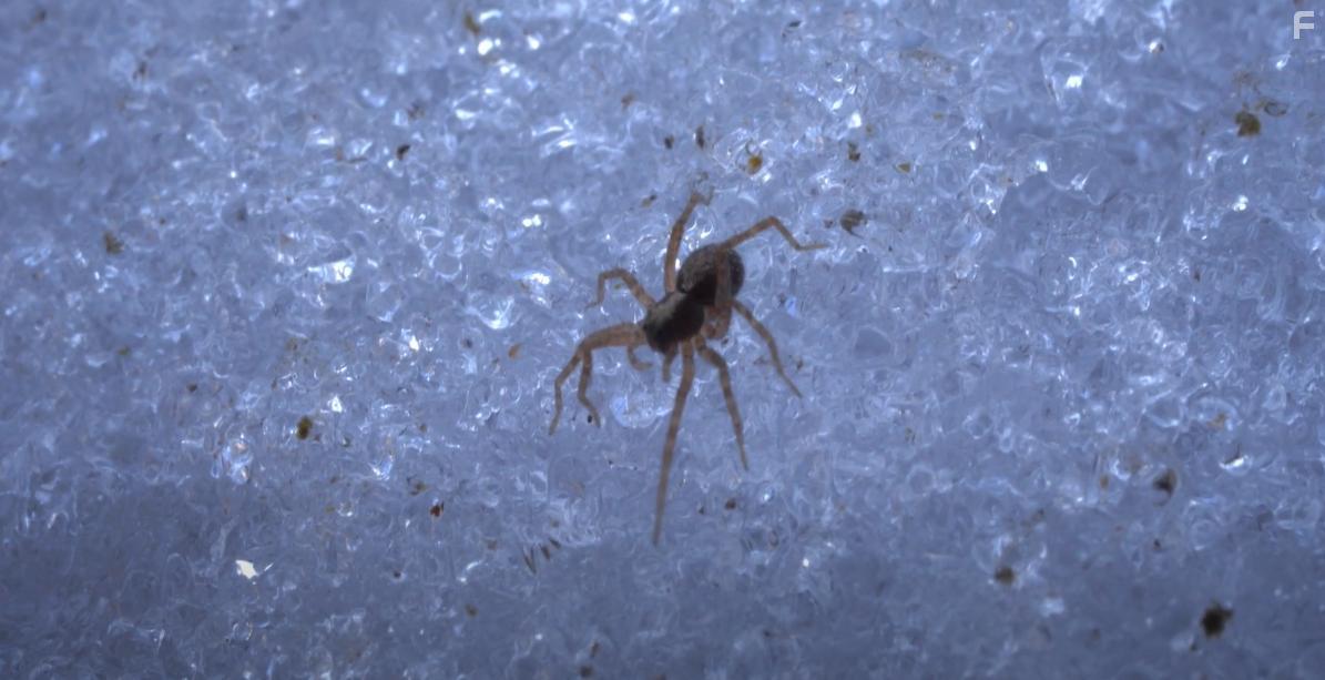 A lumine motus / Меня приводит в движение свет