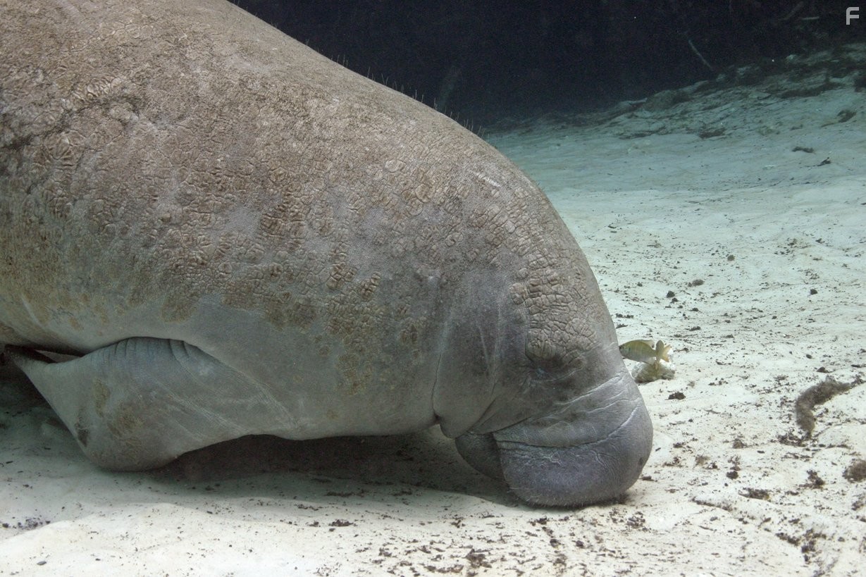 Dolphins and Whales 3D: Tribes of the Ocean (2008)