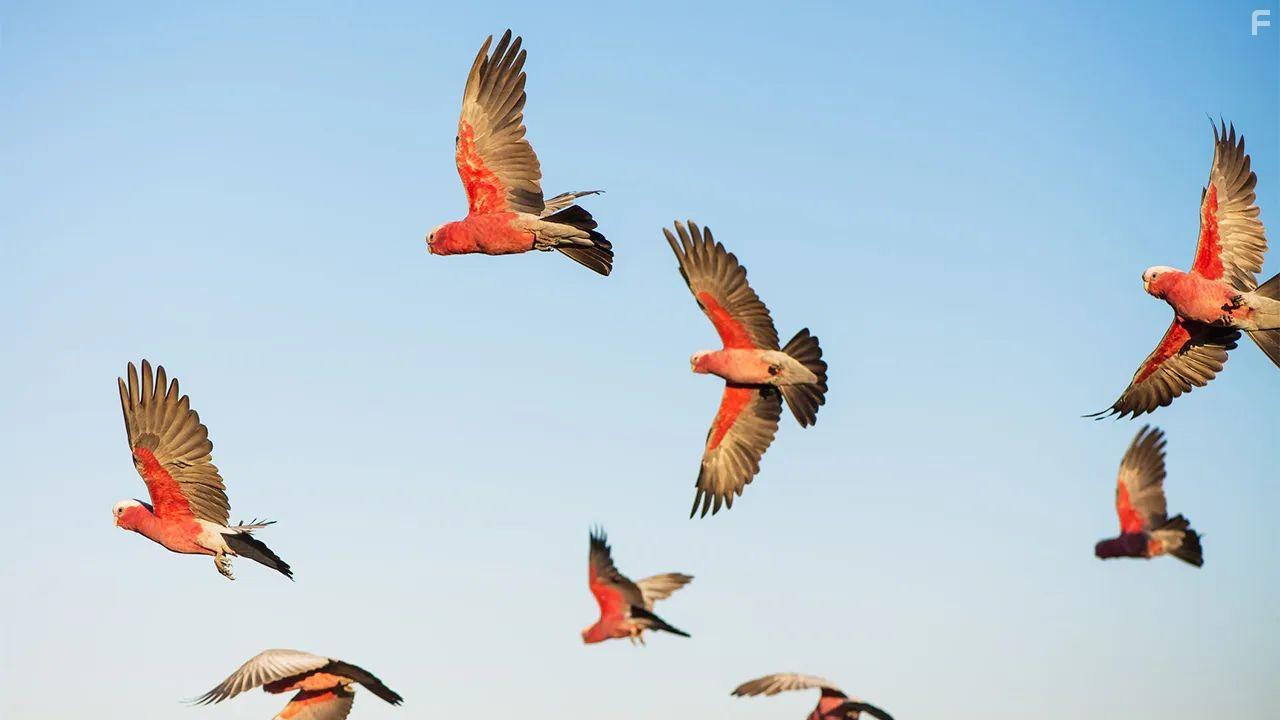 Wild Australians (2020)