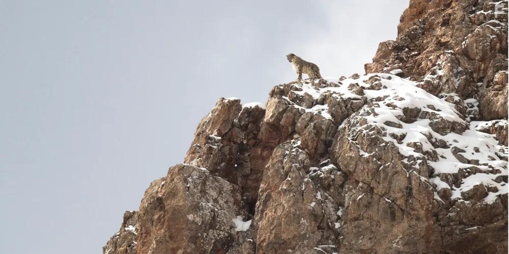 The Velvet Queen (2021)