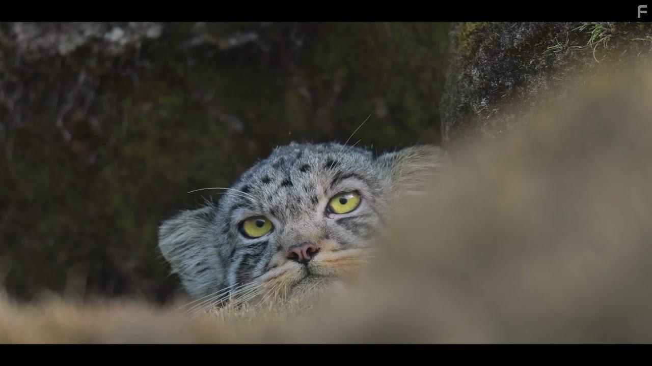 The Velvet Queen (2021)