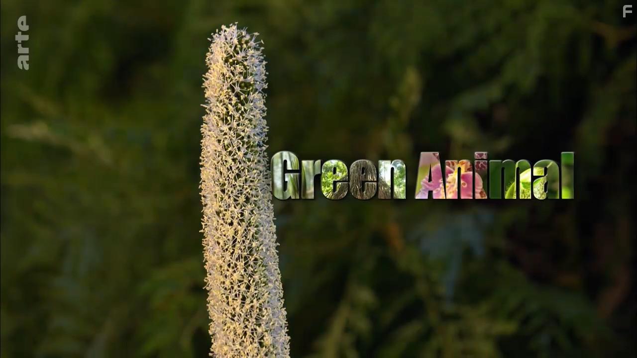 Green animal (2015)