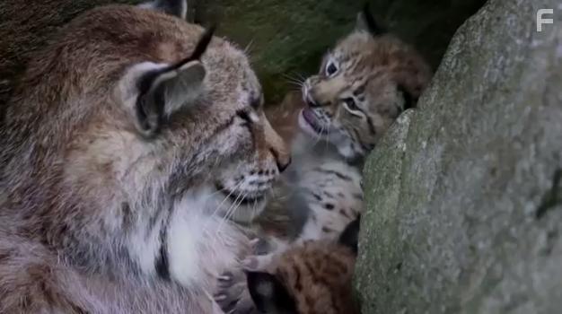 The Snow Wolf: A Winter's Tale (2018)