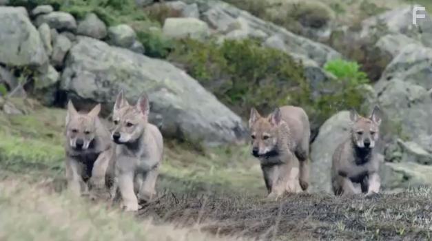 The Snow Wolf: A Winter's Tale (2018)