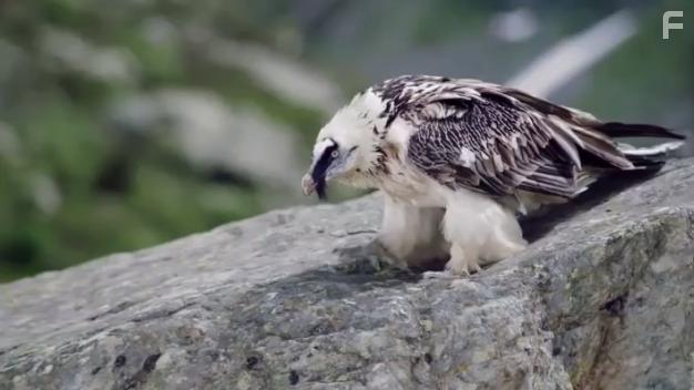 The Snow Wolf: A Winter's Tale (2018)