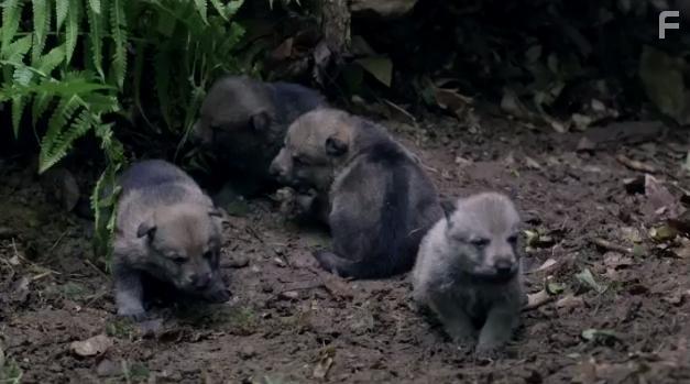 The Snow Wolf: A Winter's Tale (2018)