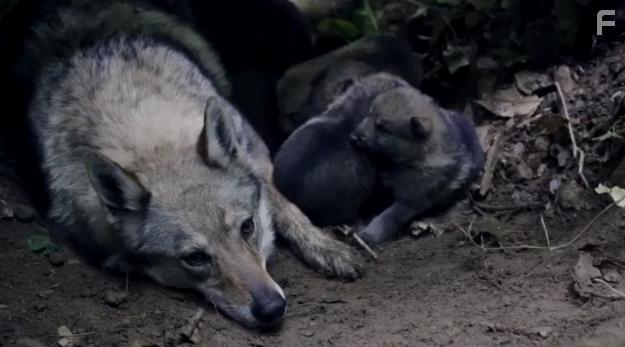 The Snow Wolf: A Winter's Tale (2018)