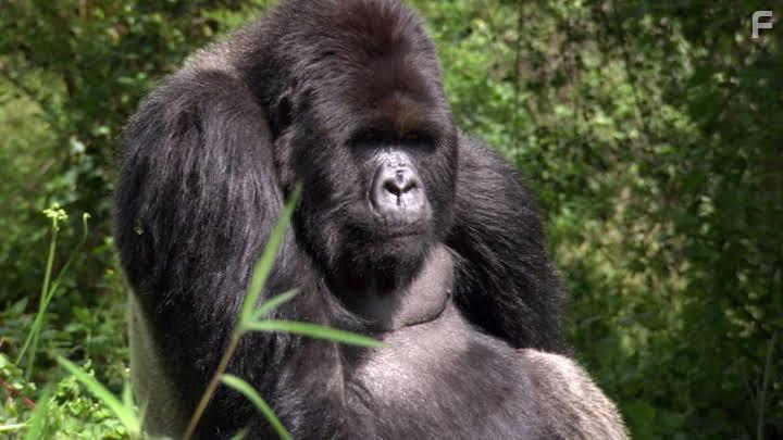 Живое оружие