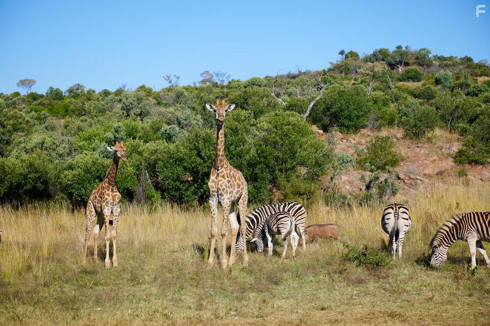 Любовь в саванне