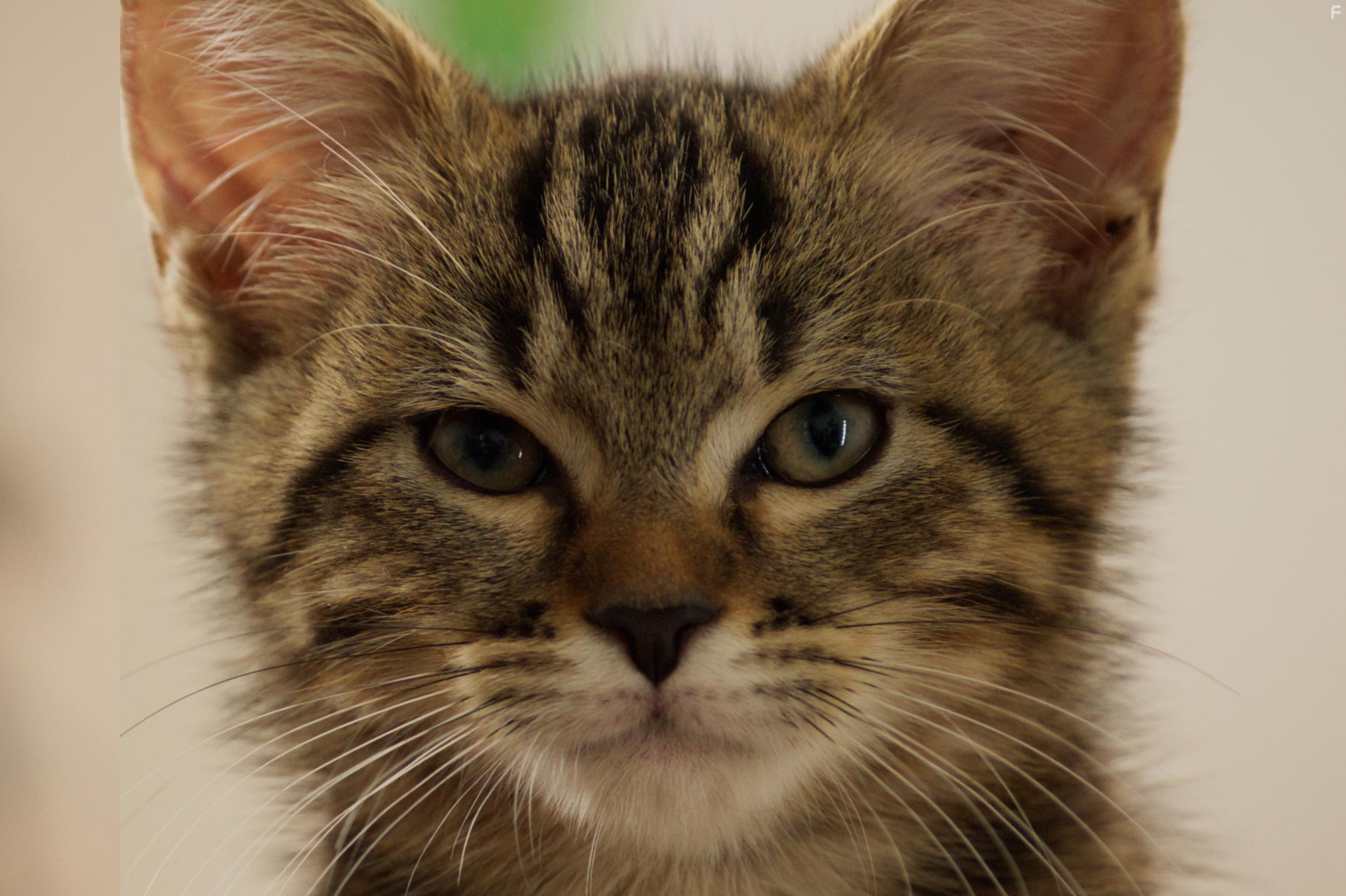 Mon chat et moi, la grande aventure de Rro (2023)