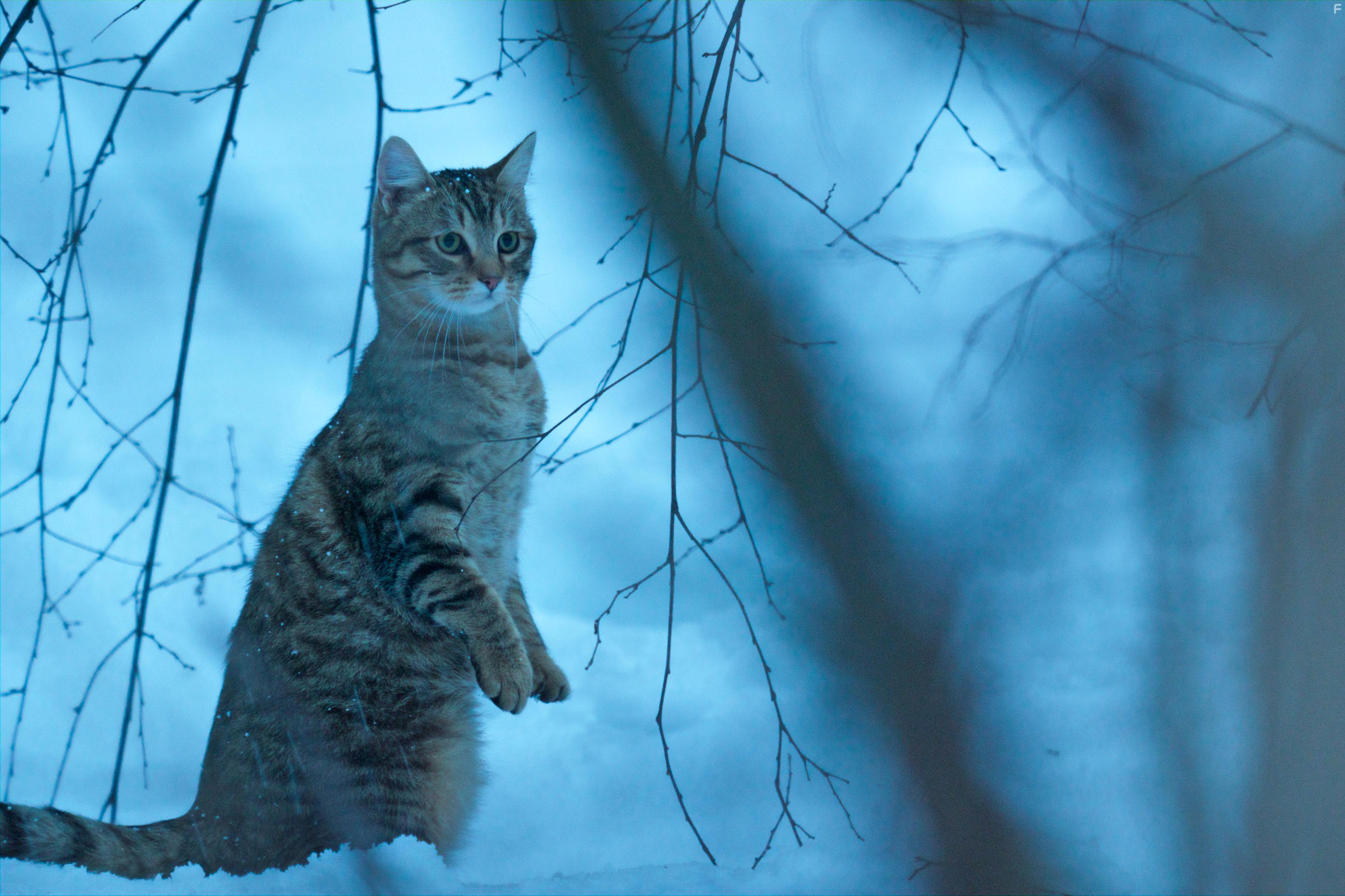 Mon chat et moi, la grande aventure de Rro (2023)