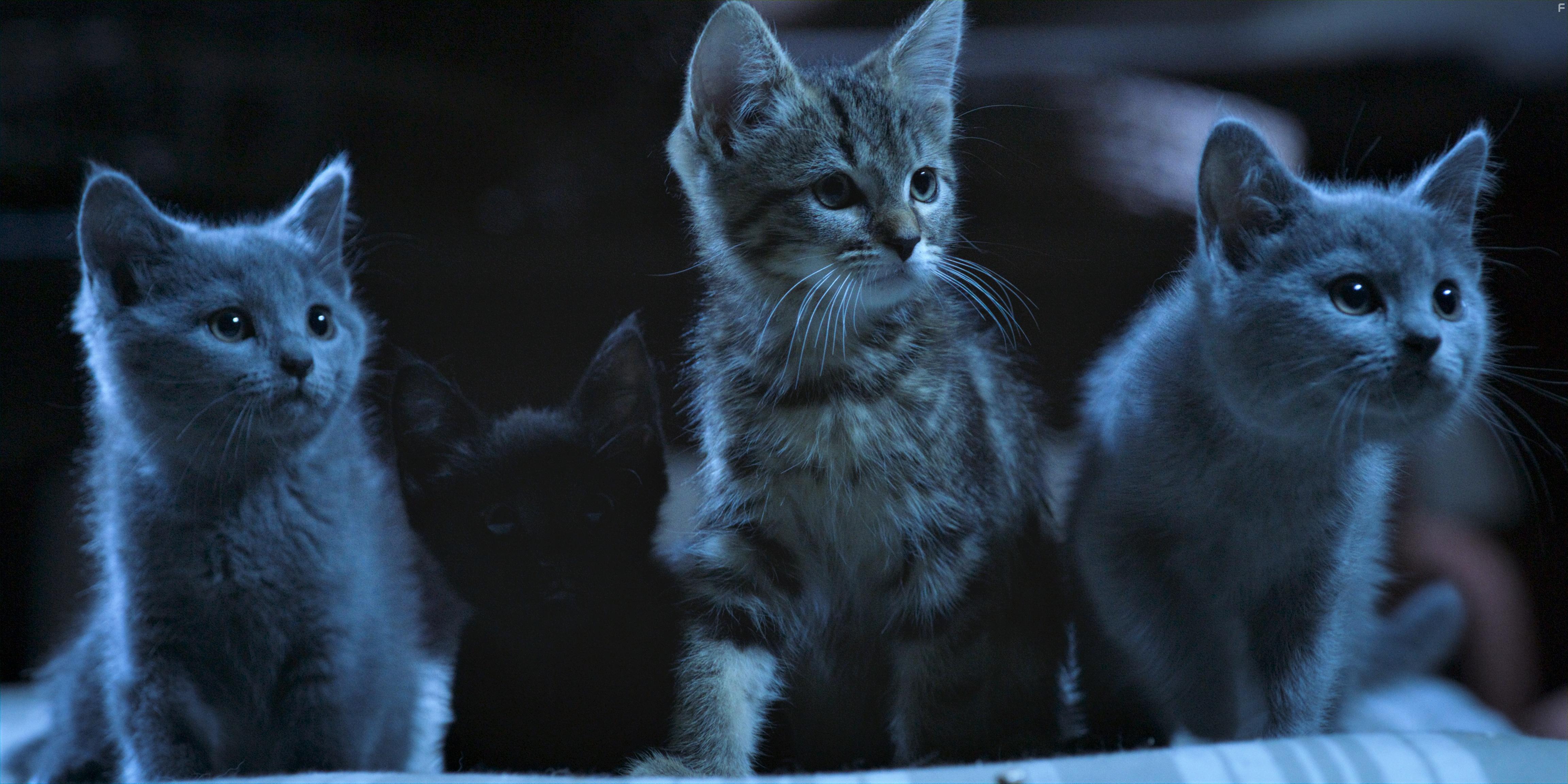 Mon chat et moi, la grande aventure de Rro (2023)