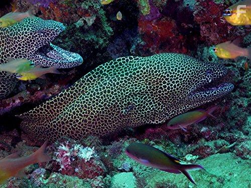 Coastal Africa (2015)