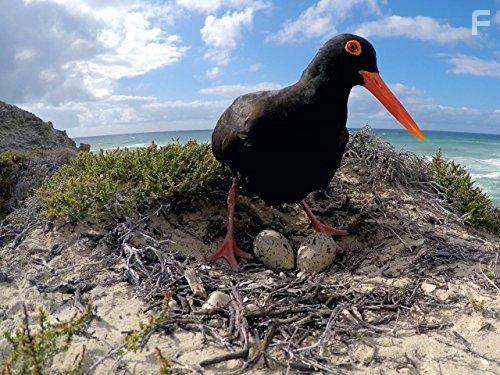 Coastal Africa (2015)