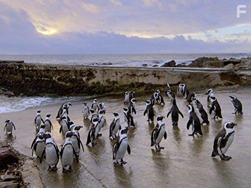 Coastal Africa (2015)