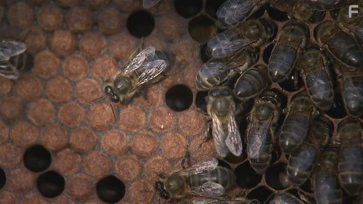 Маленькие но значительные: Насекомые #1