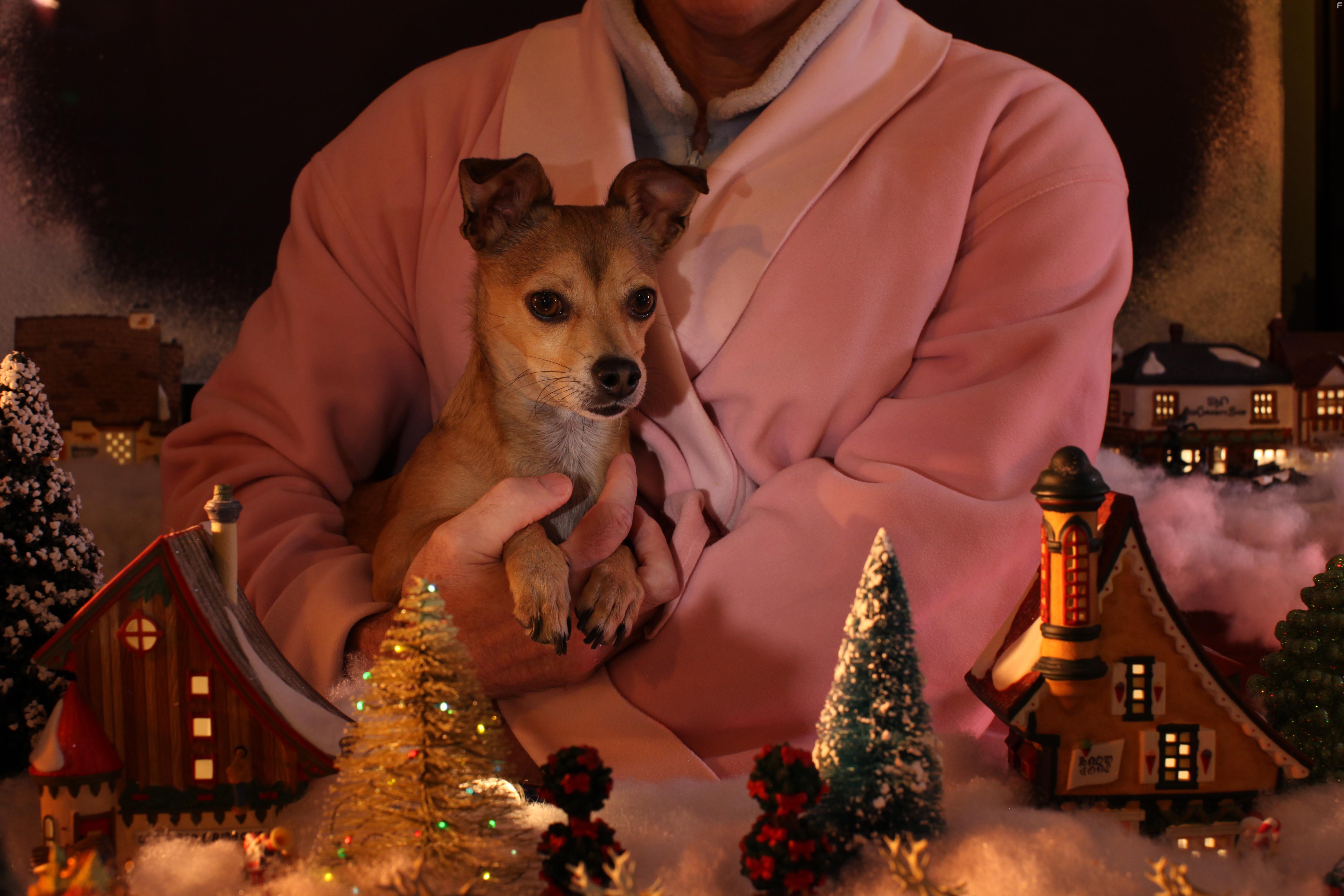 Colin Kaye in Merry Christmas Officer Hansel (2022)